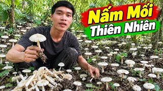 Phát Hiện Nấm Mối Mọc Trắng Cả Khu Rừng – Đặc Sản Của Rừng