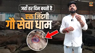 हर दिन नई चुनौती, एक ही संकल्प गौ माता की सेवा | GSD Animal Hospital