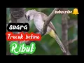 SUARA TRUCUKAN BETINA SANGAT EFEKTIF UNTUK PANCINGAN LAWAN JENIS,betina ribut