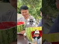 Download Lagu Makan semangka beda dari pada yang lain‼️#shortvideo #semangka #semangkamerah #watermelon