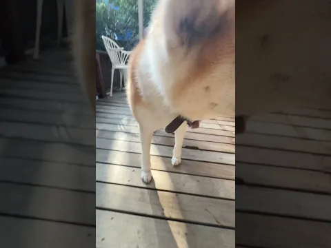 我が家の秋田犬達🐕