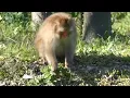 Japanese Macaque Eats Prickly Leaves of Spiny Sowthistle in Late Autumn