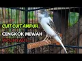 Download Lagu KENARI GACOR  Cuit CUIT BIRAHI SUARA Kenari MASTERAN TERBAIK UNTUK PANCINGAN \u0026 MASTERAN Kenari PAUD MP3