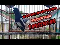 Download Lagu KACER GACOR NGEPLONG AMPUH UNTUK PANCINGAN KACER MACET BUNYI DAN KURANG EMOSI !!!!