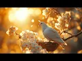 Download Lagu Frequency Of God 963 Hz ✨Holy Spirit Protects You, Eliminates Evil; Brings Healing, Peace, Miracl...