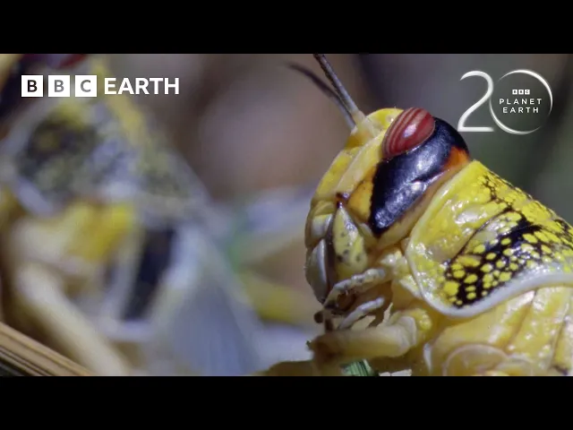 Video: Breathtaking Moments from Planet Earth | 20 Years of Planet Earth | BBC Earth