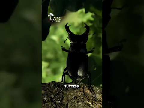Tiny Titans: Stag Beetle Showdown! πͺ²βοΈ