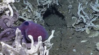 Deep Sea Footage: Octopus on Trinidad Mud Volcano -  Ocean Exploration Trust