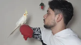 ترويض طائر الكوكتيل الصغير  الكروان   امين كادورة دندنها