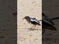 Download Lagu Burung Magpie Robin Oriental di tempat yang tepat untuk menikmati pesta gratis🐧#nikonphotography