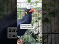 Download Lagu Suara Burung beo gacor #shortsvideo