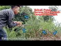 Download Lagu Cara Mikat Burung Ciblek Sawah.!! Hitungan Detik Langsung Datang