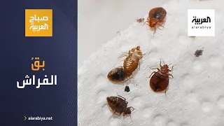 صباح العربية   بق  الفراش يعيش   اشهر دون غذاء ويهاجمنا في الليل دندنها