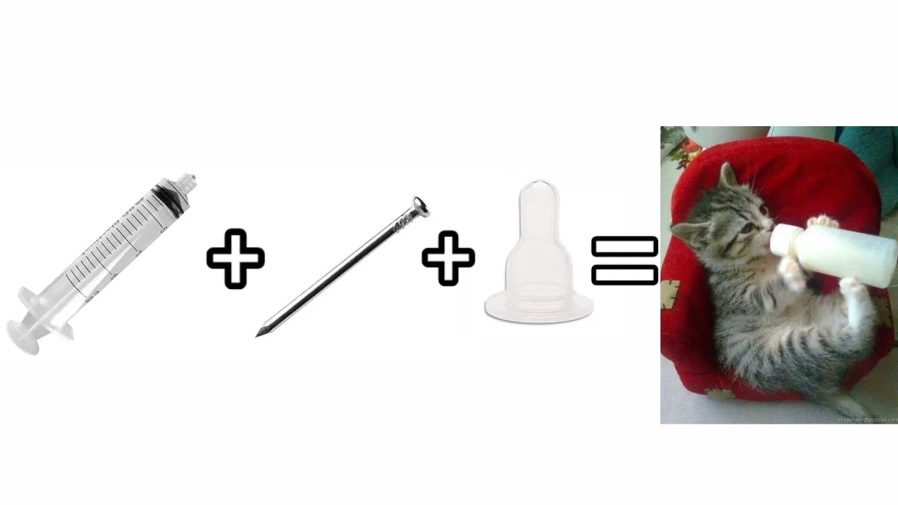 🍼Como cuidar de GATINHO ÓRFÃO recém nascido - Gatil Hauser. 