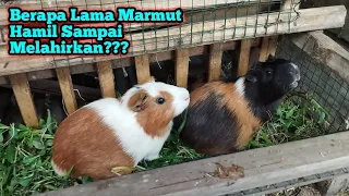 berapa lama marmut hamil