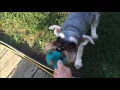 Schnauzer Rescues His Ball Schnauzer Vlog SchnauzerMom