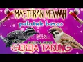 Download Lagu MASTERAN GEREJA TARUNG VS PELATUK BERAS||MASTERAN WAJIB DAN MEWAH UNTUK BURUNG JUARA