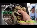 Download Lagu Bakasi(fish eel)The Best na Luto ko / SamExpo Tv