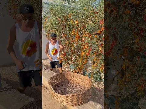 Maximizing tomato cultivation on aeroponic towers #tomato #farming #agriculture