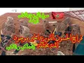 Download Lagu سوق القريعة السبت 28 يونيو/06/ 2025 أثمنة فراخ الحسون القورع مختلفة العرض كاين الشاري قليل