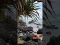 Download Lagu Indahnya Karang pantai🪸🐚🌊🌴#beautifulnature #travel #nature #beach #wisata