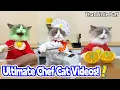 Download Lagu Ultimate Chef Cat Videos! 😝 BEST Compilation | That Little Puff