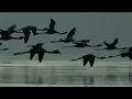 Deftones - Hearts/Wires (Unofficial Video)