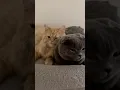 Download Lagu Sister Minnie and Winnie are so much cute #funnycats #kitten