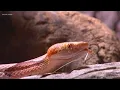 Baby copperhead snake season