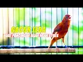 Download Lagu MASTERAN KENARI GACOR JEDA, AGAR MUDAH DITIRUKAN KENARI PAUD