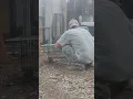 Tractor supply animal trap works like a charm on stray cats