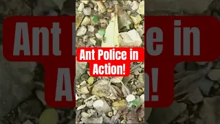 Ant Police in Action! 🐜🤯 #shorts