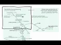 USMLE Step 1 Practice Question Urea Cycle