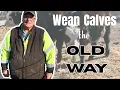Weaning Your Calves in Less Time and with Less Stress