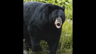august 21st 2024 montana fisherman gets bear slapped