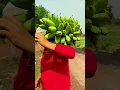 Download Lagu Panen buah pisang di kebun dengan hasil yang sangat memuaskan #shorts