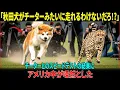 【海外の反応】「秋田犬がチーターみたいに走れるわけないだろ！?」— チーターとのスピードテストの結果に、アメリカ中が唖然とした #海外の反応  #海外の話 #海外の感動話  #秋田犬