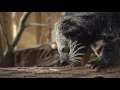 This Bearcat Yep It s Real Smells Like Popcorn Absurd Creatures
