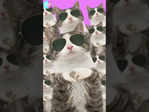 "아!" 한 마디로 시작된 고양이의 레전드 리믹스 (Stayin' Alive) 🐱🎧🔥(This Cat's "Stayin' Alive" Remix is LEGENDARY!)