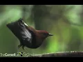 Bird Feathers "Sing" | National Geographic