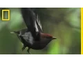 Download Lagu Bird Feathers \