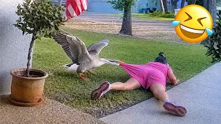 Funniest Animal s 2026 Animals Ignoring All The Rules