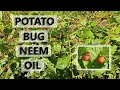 Potato Bugs Neem Oil