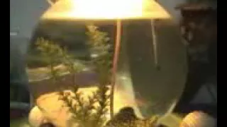 ye lal rang kab mujhe