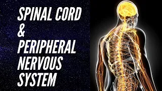 Download Introduction The Spinal Cord and Peripheral Nervous System. MP3