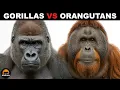 What Is The Difference Between Gorillas and Orangutans