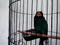 Free Dowload Suara tengkek buto durasi panjang cocok untuk masteran lovebird