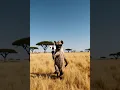 Download Lagu Hyena walking the Savanna while making an Instagram reel. Made with Sora. #superfurryanimals #ai
