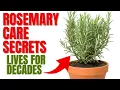 Download Lagu How To Grow A Rosemary Plant For Decades | 12 Secrets To Success