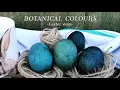 How to NATURAL DYE Easter Eggs with RED CABBAGE Naturally Dyed Blue Easter Eggs CasaCaribe